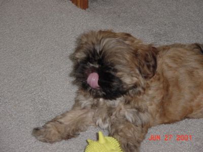 zoey2.jpg