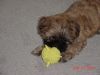 Filename=zoey.jpg
Filesize=61KiB
Dimensions=640x480
Date added=Jul 19, 2005 zoey.jpg