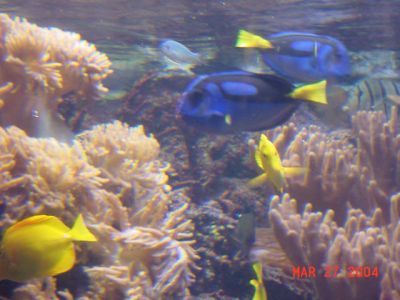 Dory.JPG