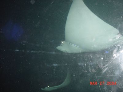 More Stingrays.JPG