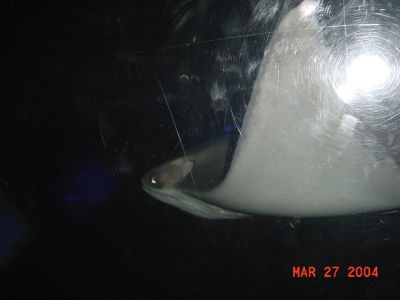 Sting Ray.JPG