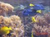 Dory.JPG