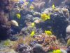 Filename=Finding Nemo.JPG
Filesize=60KiB
Dimensions=640x480
Date added=Jul 19, 2005 Finding Nemo.JPG