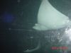 More Stingrays.JPG