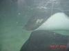 stingrays.JPG