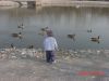 Filename=Braydon with Ducks.JPG
Filesize=62KiB
Dimensions=640x480
Date added=Jul 19, 2005 Braydon with Ducks.JPG