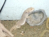 DSCF0986.JPG