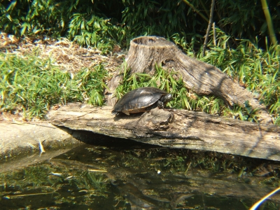 DSCF1334.JPG