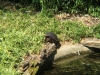 DSCF1333.JPG