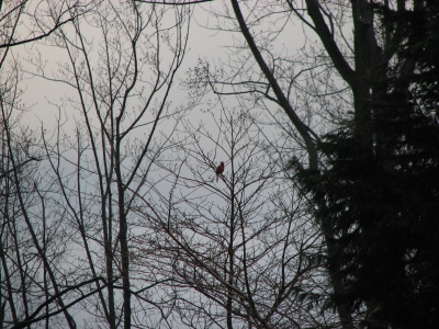 Cardinal in tree
