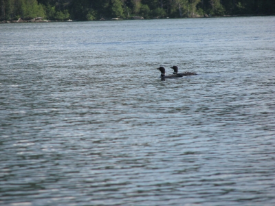 Look..... its nature a couple of loons!
